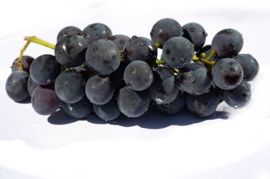 Şarap etiketleri ya da pazarlama malzemeleri için beyaz arka planda siyah üzüm resimleri. Fotoğraf ve tasarım projelerinin ana aksanı olarak sulu ve taze siyah üzümler.