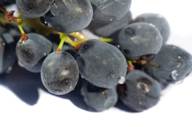 Üzüm, şarap yapımında anahtar bir bileşendir. Siyah üzümler kalın ve zengin lezzetleriyle bilinir. Beyaz arka planda siyah üzümlerin karşıtlığı zarif ve görsel olarak çekici bir görüntü yaratır..