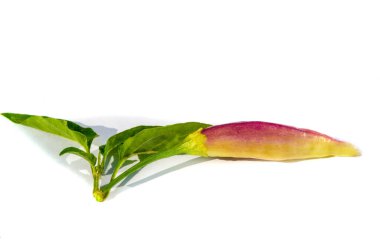 Geleneksel yemeklere eşsiz bir tat katmak için mor biber hasat edin. Tabaklarınıza taze biberli baharat ekleyin. Unutulmaz ve lezzetli tarifler oluştur