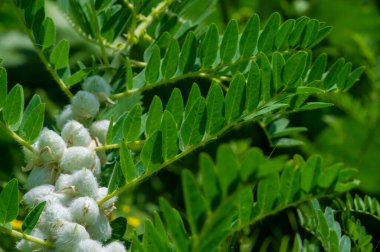 Astragalus sieversius 'un güçlü iyileşme özellikleri, tonik etkisi nedeniyle yaşlanma sürecini yavaşlatır. Hipotansif ve yatıştırıcı özelliklerinden dolayı geleneksel tıpta kullanılır..