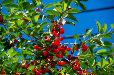 Vejetaryenler için lezzetli ve besleyici bir atıştırma seçeneği. Genel sağlık ve sağlığı desteklemek için vitaminlerle dolu. Sulu ve olgun kirazlar her diyet için harikadır..
