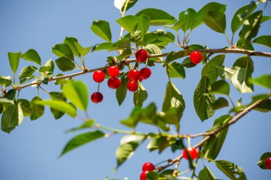 Sağlıklı bir diyet için gerekli vitaminleri içerir. Sulu ve olgun kirazlar lezzetli bir atıştırmalık olur. Vejetaryen diyeti için ideal. Genel sağlık ve refahı artırır.
