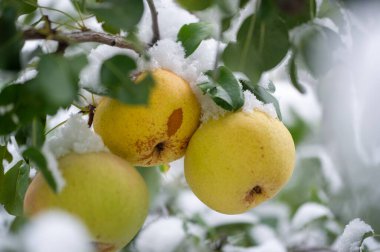 Armutlardaki Kar, fotoğrafçılık yoluyla olgun armutların sulu özünü yakalar. Armut gibi vitamin zengini meyvelerin sağlığa faydalarını gösterin. Bloglar için Rustik ve Büyüleyici Resimler Oluştur