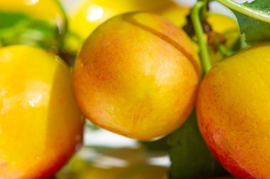 Bahçenden taze erikli günlük vitamin dozunu al. Bahçıvanlık meraklıları lezzetli erikler yetiştirmekten ve hasat etmekten zevk alabilirler. Erik ağaçları herhangi bir meyve bahçesi için harika bir ilavedir..