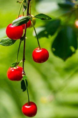 Genel sağlık için gerekli vitaminleri içerir. Sulu ve olgun kirazlar lezzetli bir vejetaryen aperatiftir. Doğal meyveleri kullanarak sağlıklı bir yaşam tarzını teşvik eder..