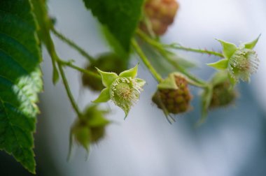 Ahududu çiçeği, güzel, parlak ahududu çiçeği. Yazın ve lezzetli meyvelerin sembolü. Arılar ve kelebekler gibi polen taşıyıcıları cezbeder.