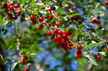 Vitamin ve besin maddeleriyle dolu. Sulu ve olgun. Sağlıklı bir vejetaryen diyeti için ideal..