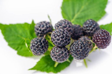 Siyah ahududu ve böğürtlen iyi bir vitamin kaynağıdır. Bu gruptaki sulu ve olgun böğürtlenler abur cubur yemek veya tabağa eklemek için idealdir. Vejetaryenler için uygun.