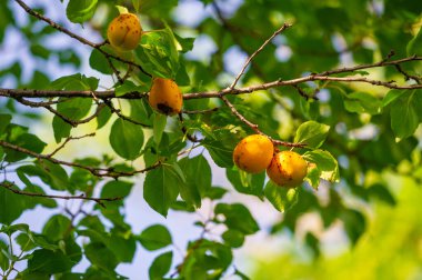 Taze kayısılar genel sağlık için vitamin ve besin açısından zengindir. Kayısı ağaçları sulu meyve yetiştirmek ve üretmek için belirli bir iklime ihtiyaç duyarlar. Lezzetli ve besleyici bir atıştırmalık sağlar..