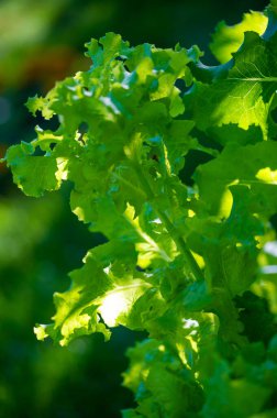 Yemek veya meze için taze ve sağlıklı bir seçenek. Vitaminler, mineraller ve antioksidanlarla doldurulmuş çeşitli dolgular ve sargılarla süslenebilir. Ilık hava için hafif ve ferahlatıcı bir seçenek