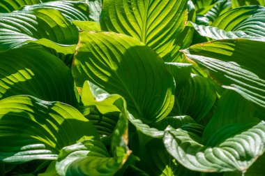 Yeşil bir sığınağın huzurunu hisset. Kendinizi ev sahiplerinin büyüleyici güzelliğine daldırın. Yeşilin karmaşık desenleri ve tonlarında teselli ve huzur bul..