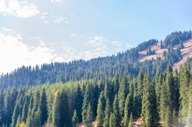 Sonbaharda Tien Shan 'ın nefes kesici güzelliğini tecrübe et. Çevrenizdeki canlı yapraklara ve yeşil çam ağaçlarına tanık olun. Yılın bu zamanında kendini doğanın çarpıcı renklerine daldır..