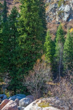 Sonbaharda Tien Shan Dağları 'nın hayranlık uyandıran güzelliğini tecrübe edin. Çevreyi renklendiren yaprakların canlı renklerine daldırılmalı. Doğa aşıkları için ideal bir tatil yeri..
