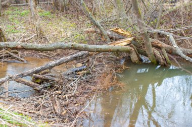 Tarlalar arasında vaha cazibesini tecrübe edin. Yansımanın vahşi yaşamla buluştuğu gizli bir cennet keşfedin. Kunduz cennetinin huzur dolu fısıltılarını dinle..