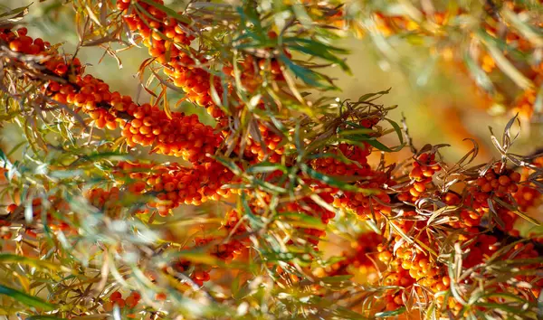 Deniz dikenleri A, B1, B2, B6, C ve diğer aktif bileşenleri içerir. Mide, bağırsak ülseri ve mide yanması belirtilerine karşı bazı aktiviteleri olabilir..