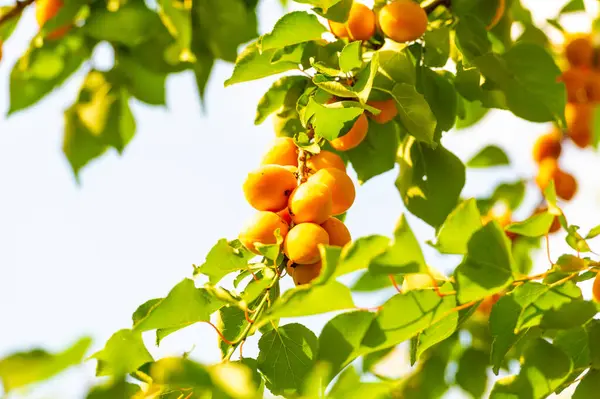 Lezzetli ve sulu kayısıların tadını çıkar. Bahçenizde ya da bahçenizde kendi meyve ağacınızı yetiştirin. Kayısılar taze yenebilir, tariflerde kullanılabilir ya da daha sonra kullanılmak üzere konserve edilebilir..