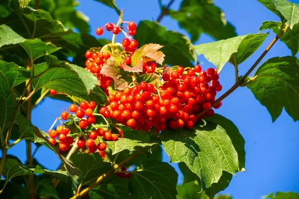 Viburnum bitkileri hasat mevsiminde sulu ve olgun meyveler üretir. Viburnum yaprakları gür ve güzeldir. Bu botanik harikaları doğal bir güzellik katıyor.