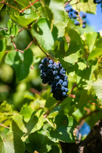 Üzümden şişeye şarap yapma sanatını tecrübe edin. Üzüm bağlarının güzelliğinin ve geleneklerinin tadını çıkar. Her hasat mevsiminde emeğimizin meyvelerinin tadını çıkar..