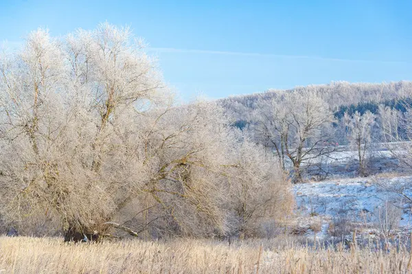 Gün doğumunda karla kaplı bir tarlanın güzelliğini hissedin. Kendini doğaya daldır ve uzun ağaçlara hayran ol. Dokunulmamış otların kabarık beyaz tabakaların altından dışarı baktığını keşfet..