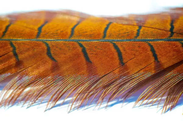 Sülün tüylerinin çarpıcı güzelliğini tecrübe et. Parlak renkler ve karmaşık desenlerle yapılmış. Doğa Ana 'nın eşsiz sanatına bir övgü..