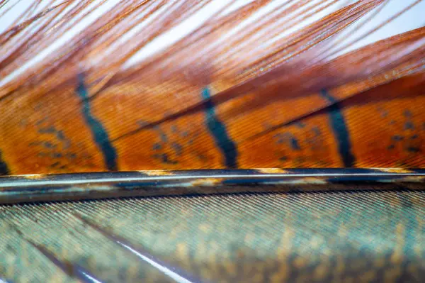 canlı renkler ve sülün tüylerinin karmaşık desenleri. Doğa ananın eşsiz güzelliğinin gerçek bir kutlaması..