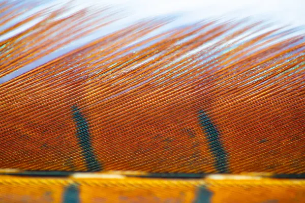 Bu göz kamaştırıcı sülün tüyüyle her ortama doğal ihtişam katın. Sonbaharın büyüleyici renklerini sıcak ve dünyevi tonlarla kutlayın..