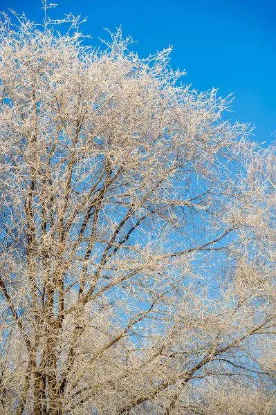 Ağaçlarda buz var. Ağaçların tuhaf sanat eserlerine dönüştüğü sihirli bir harikalar diyarında yürüdüğünüzü hayal edin. Bu huş ağacına hayran kaldım, soğuk bir elbiseyle örtülmüş.,