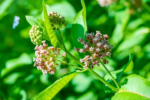 Asclepias syriaca, yaygın spurge, kelebek çiçeği, ipek böceği, doğanın çiçek açması Asclepias syriaca 'nın narin şirinliğini kutlayın.,