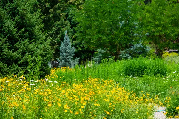 Vahşi çiçeklerin vahşi güzelliğini keşfedin, doğanın ritmiyle uyum içinde zahmetsizce çiçek açan. Doğa Serbest Bırakıldı