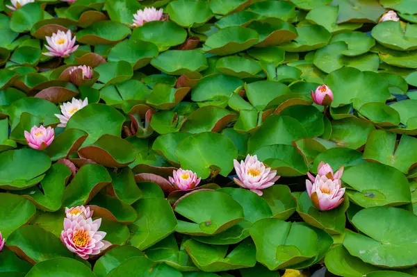 Lotus. Nelumbo. Nymphaeaceae. Nilüfer çiçeği. Nilüfer çiçeğinin canlı ve büyüleyici güzelliğini deneyimleyin. Bu nilüferlerle herhangi bir göleti yaşayan bir başyapıta dönüştür..
