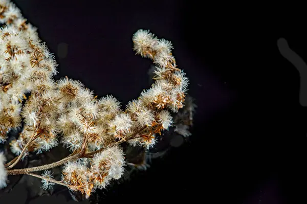 Koyu siyah arka planda, altın sarısının çarpıcı renkleri. Bu canlı renk kombinasyonuyla sonbaharın esansını elde et. Sonbahar temalı tasarım ve dekor için ideal.