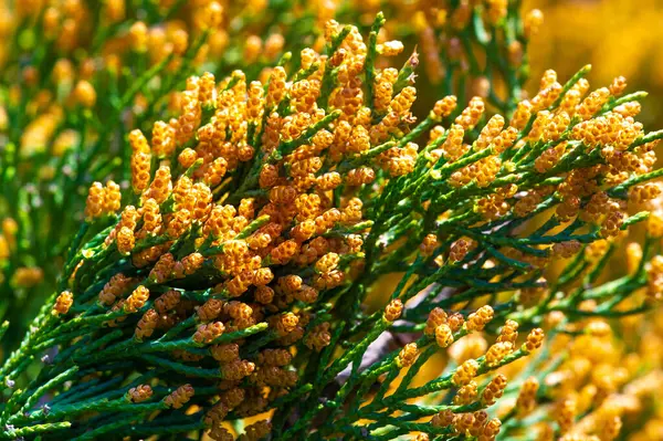 Ardıçkuşları güzel kokulu yeşil yapraklarıyla tanınırlar. Yemek ve aromaterapide kullanılan dutları üretiyorlar. Bu bitkiler yüzyıllardır tıbbi amaçlar için kullanılıyor..