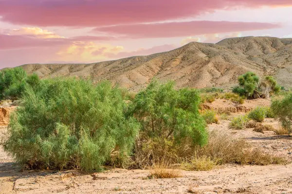 Boguty 'nin Kızıl Dağları. c batan güneş en sıcak ateşe bile rakip olacak bir sıcaklık ekler. Bunun gibi mükemmel günbatımları sadece doğal kelimelerdir: Sizi yakaladım, çöl sakinleri.!