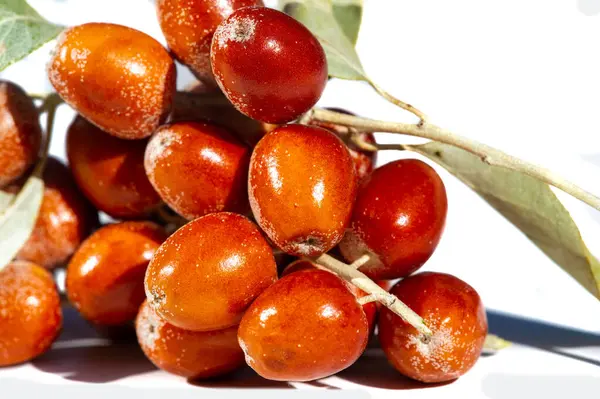 Elaeagnus angustifolia geleneksel tıpta yaygın olarak kullanılır. Elaeagnus angustifolia 'nın meyvesi sağlık yararlarıyla ünlüdür. Bu bitki genellikle bal bitkisi olarak kullanılır..