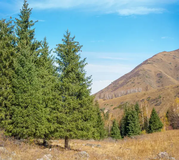 Tien Shan dağlarının ve bereketli bitkilerinin güzelliğinin tadını çıkar. Nefesinizi kesecek resimli manzaralarda kaybolun. Ruhunu gençleştir. Etrafın köknar ve huş ağaçlarıyla çevrili..