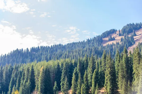 Sonbaharda Tien Shan 'ın nefes kesici güzelliğini tecrübe et. Çevrenizdeki canlı yapraklara ve yeşil çam ağaçlarına tanık olun. Yılın bu zamanında kendini doğanın çarpıcı renklerine daldır..