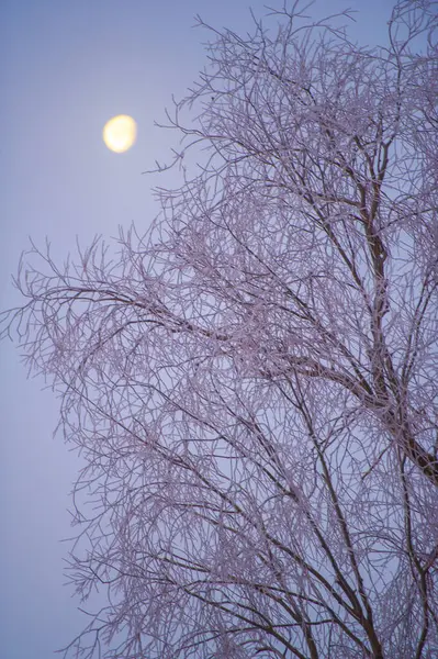 İşte dolunayın büyüleyici güzelliği büyüleyici parlaklığıyla büyüleyici ağacı aydınlatan güzelliği! Bırakalım da geceleri doğanın şaheseri sizi büyülesin. Dolunay büyüsü