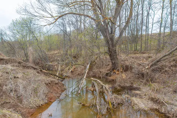 Sonsuz tarlaların ortasında nefis bir vaha. Yansımanın vahşi yaşamla buluştuğu bir yer. Kunduz cennetinin serenatını deneyimlemek. Gizemli Gölet 'in gizemlerini açığa çıkar.