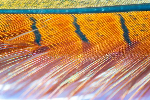 Sülün tüylerinin çarpıcı güzelliğini tecrübe et. Parlak renkler ve karmaşık desenlerle yapılmış. Doğa Ana 'nın eşsiz sanatına bir övgü..