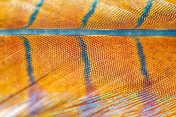 Sülün tüylerinin ilham verici güzelliği. Hayali cazibe ve zarafet canlandı. Doğanın harikaları..