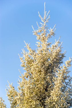 Kozalaklı ağaçlarda buz. Kış harikalar diyarı atmosferi! Üşüdün mü? Bu buzlu çam dalı karlı bir peri masalı manzarasının somut bir örneği. Soğuk Yapraklar Kış Harikalar Diyarı