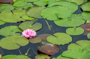Nilüferlerin büyüleyici dünyasına daldırın kendinizi narin esintide sallanan sakin ve sakin bir vaha yaratarak. Doğal Sığınak