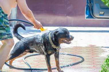 Bu Rottweiler sadık ve güvenilir bir yoldaş. Köpek dostluğunun gerçek örneği insanın en iyi dostudur.