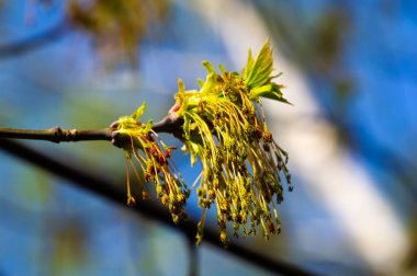Sarı akçaağaç çiçeklerinin canlı tonlarında bahar melteminde dans eden doğanın güzelliğini yakala. Doğa aşıkları ve fotoğraf meraklıları için ideal..
