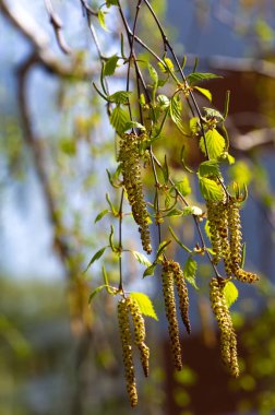 Huş ağacı derisi ve taze yeşil yaprakların karmaşık detaylarına dalın. Botanik mucizelerinde yeni hayatın ve büyümenin özünü yakalamak. Baharın erken saatlerindeki narin güzelliği hisset.