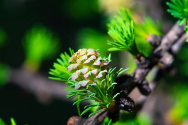 Baharın başındaki parlak pembe karaçam konilerinin tadını çıkarın. Doğanın güzelliğini takdir etmek için bir dakikanızı ayırın. Baharın gelişini çiçek açan çam ağaçlarıyla kutlayın..