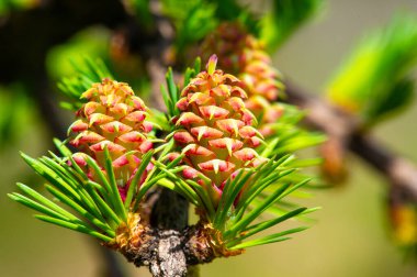 Kendinizi doğanın güzelliğine zarif pembe çiçeklerle daldırın. Görkemli çam dalları arasında huzur ve sükunet bul. Doğal dünyanın büyüleyici güzelliğini tecrübe et.