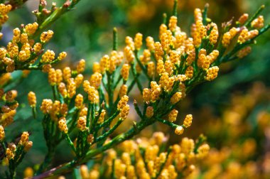 Ardıçlar dayanıklı ve kuraklığa dayanıklı bitkilerdir. Genellikle bahçe düzenlemelerinde süs çalı olarak kullanılır. Bazı ardıç türleri cin yapımında kullanılan böğürtlenleri üretir..