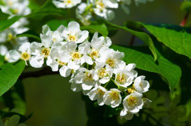 Güneş ışığıyla yıkanmış beyaz sinekböceği çiçeklerinin doğaüstü cazibesi saflığın ve zerafetin somutlaştırılmasıdır, hayranlık ve hayranlık uyandırır. Çiçek Büyüsü