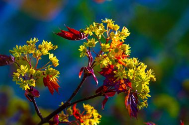 Acer Rubrum, Kuzey Amerika 'daki en yaygın yaprak döken ağaçlardan biri. Canlı kırmızı sonbahar yapraklarıyla tanınır. Nemli toprak koşullarında iyi yetişiyor. Bu yüzden lakabı bataklık akçaağacı..